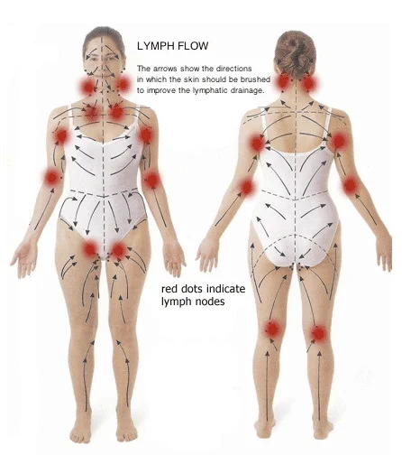 Diagram of lymph flow direction and lymph node locations